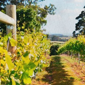 Barringwood Vineyard
